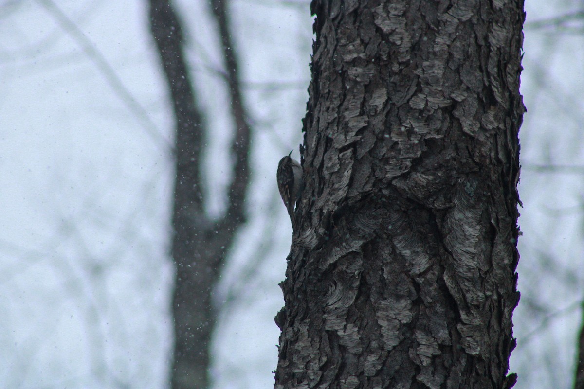 Brown Creeper - ML646865814