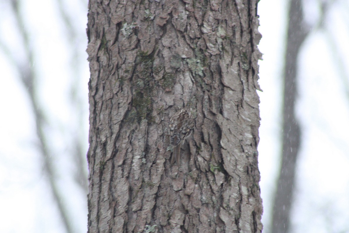 Brown Creeper - ML646865815