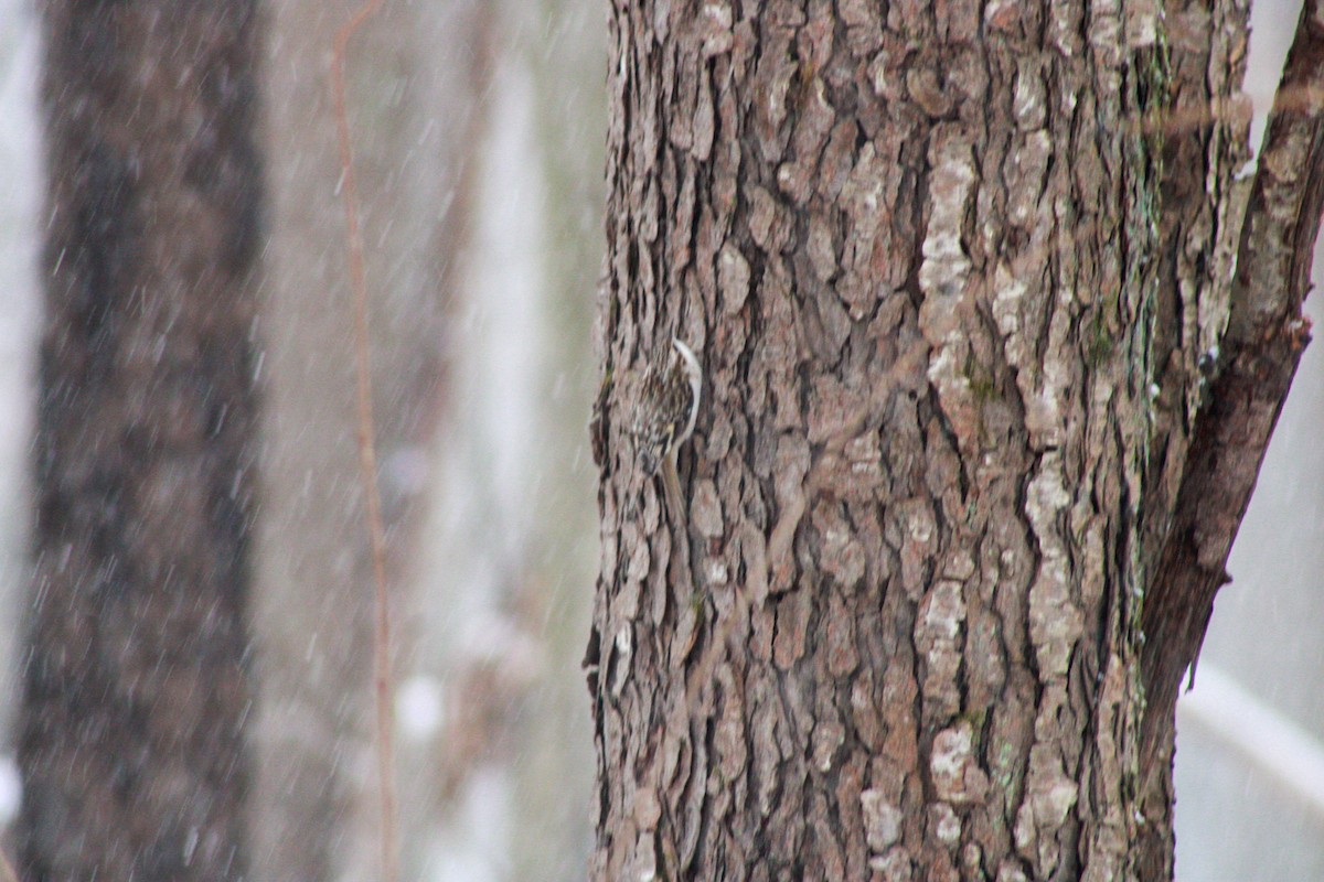 Brown Creeper - ML646865816
