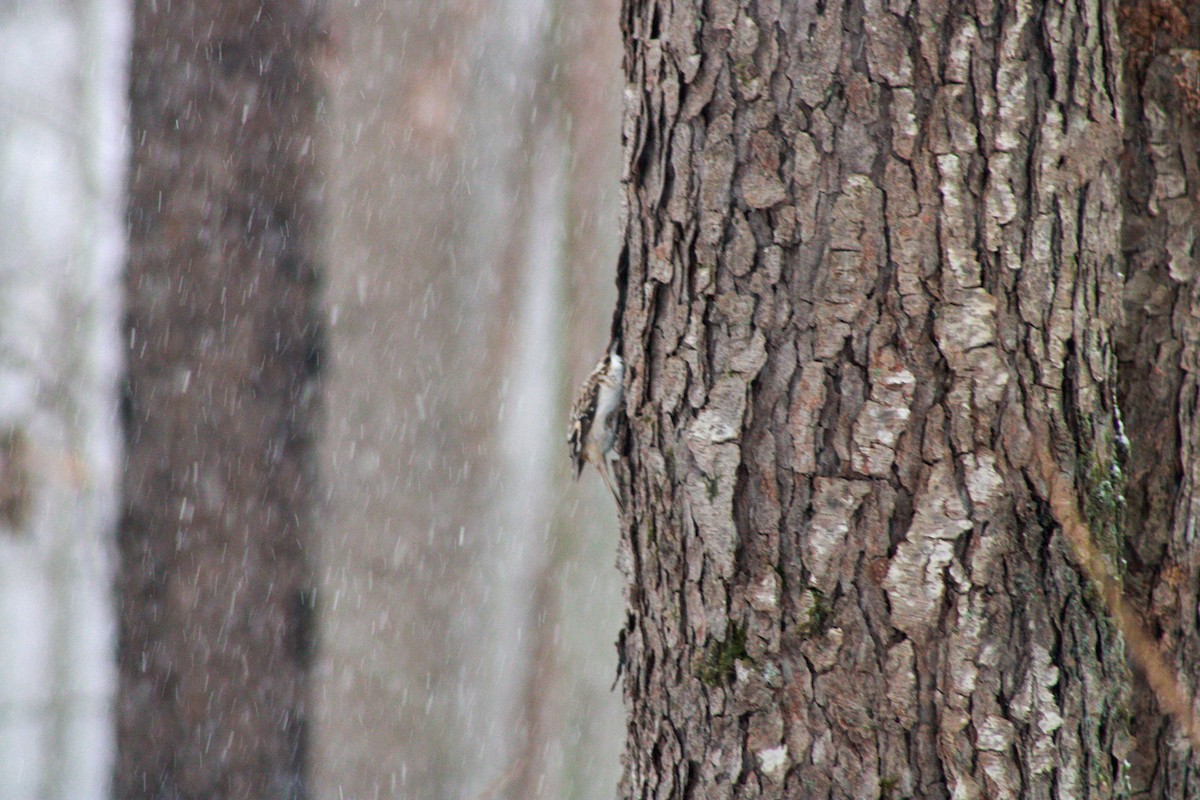 Brown Creeper - ML646865817