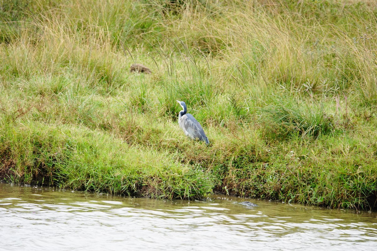 Héron mélanocéphale - ML646865818