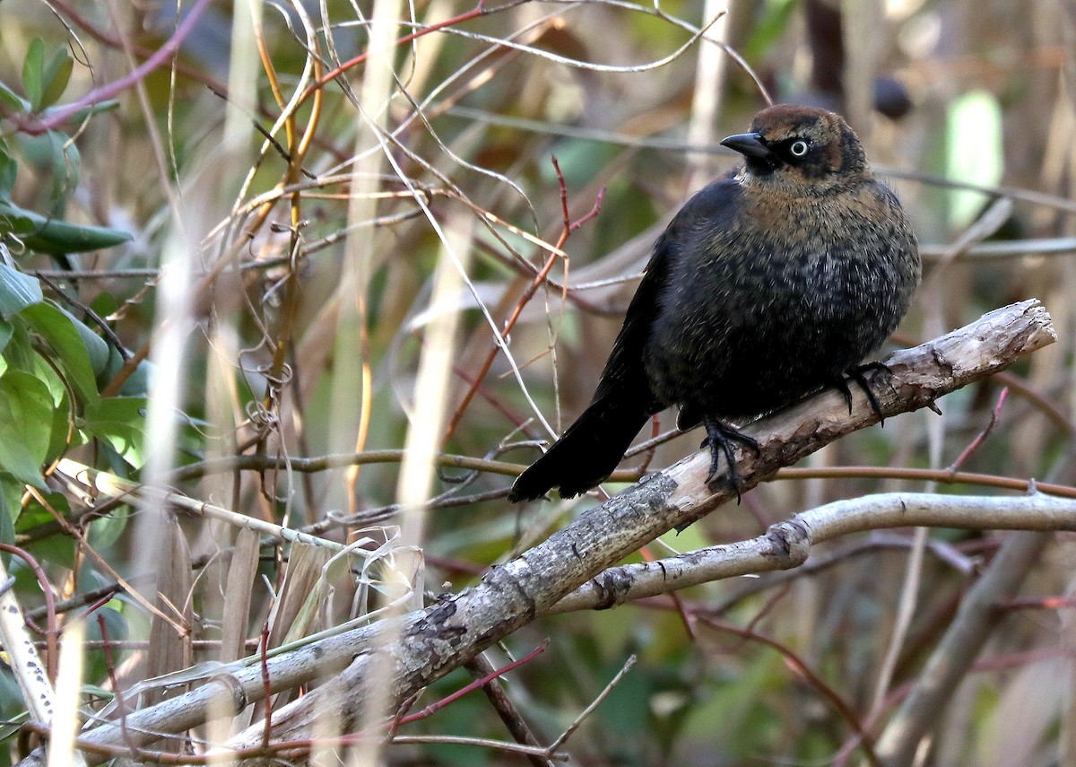 Rusty Blackbird - ML646865819