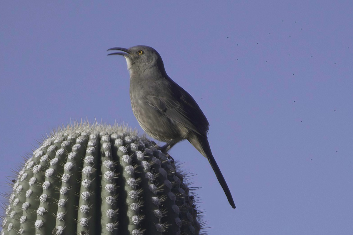 drozdec skvrnitoprsý - ML646865821