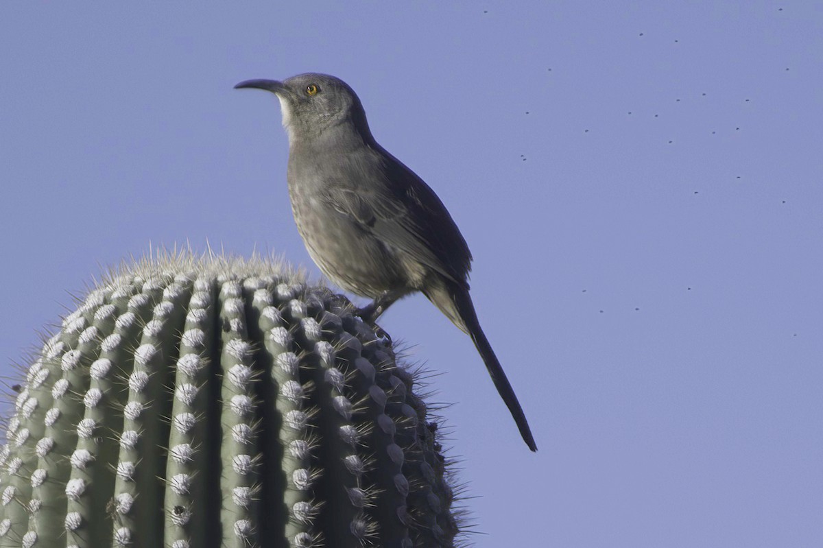 drozdec skvrnitoprsý - ML646865822