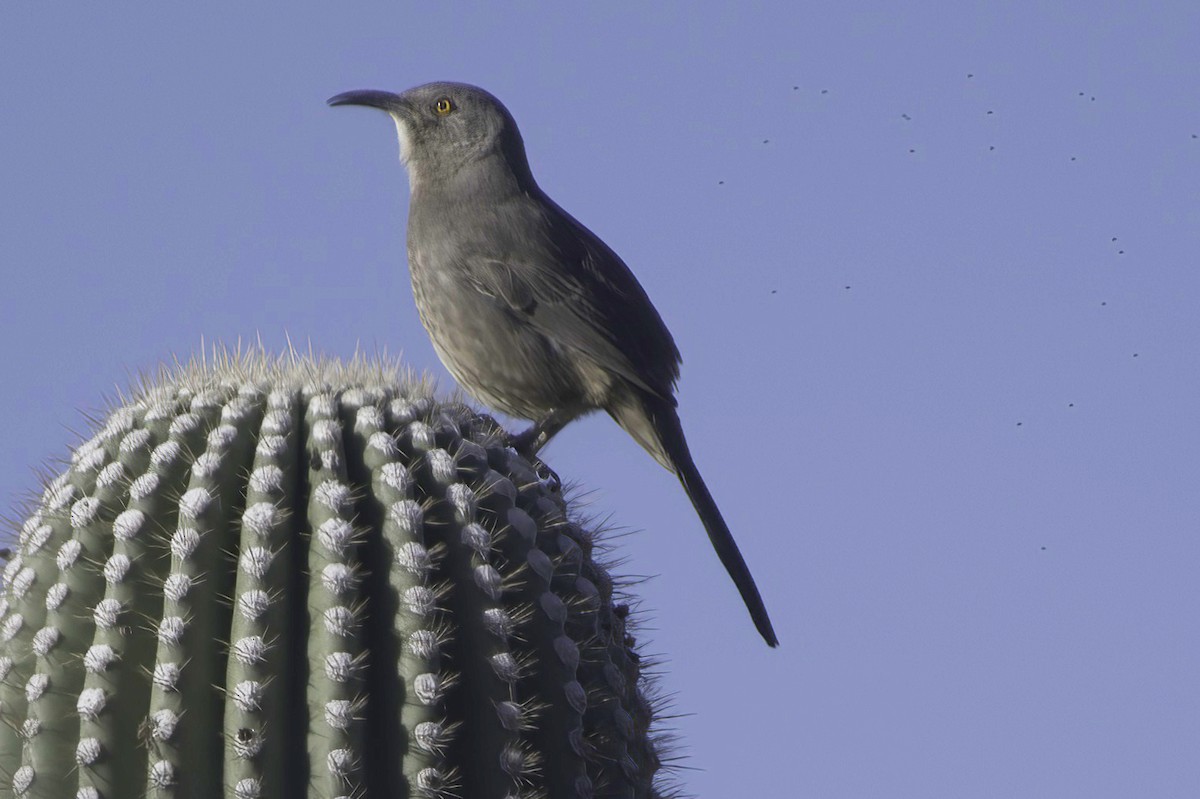 drozdec skvrnitoprsý - ML646865823