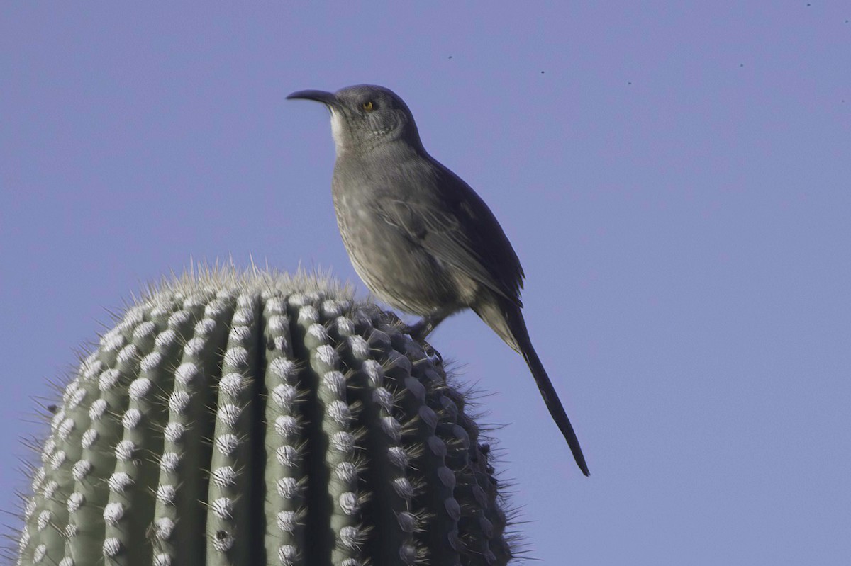 drozdec skvrnitoprsý - ML646865824