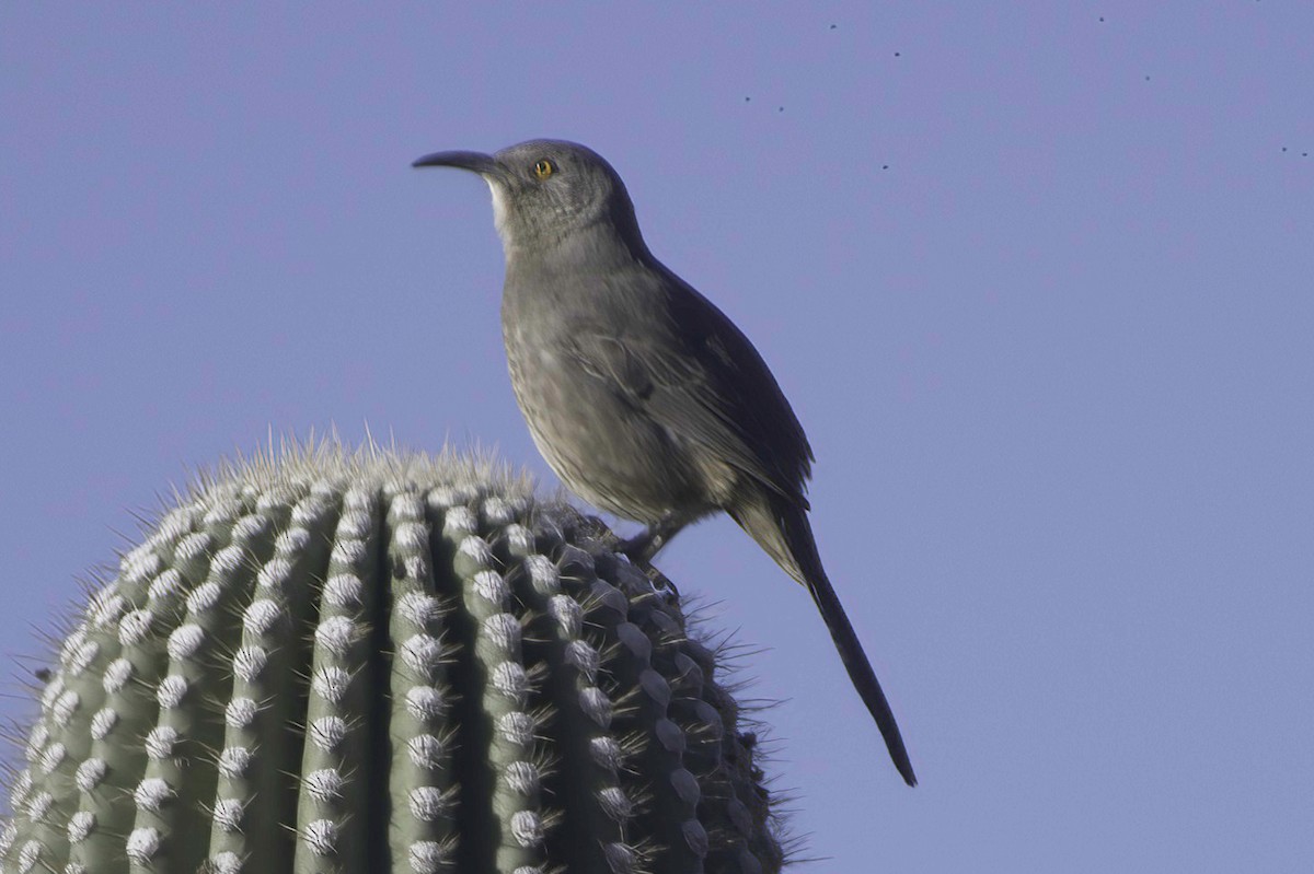 drozdec skvrnitoprsý - ML646865825