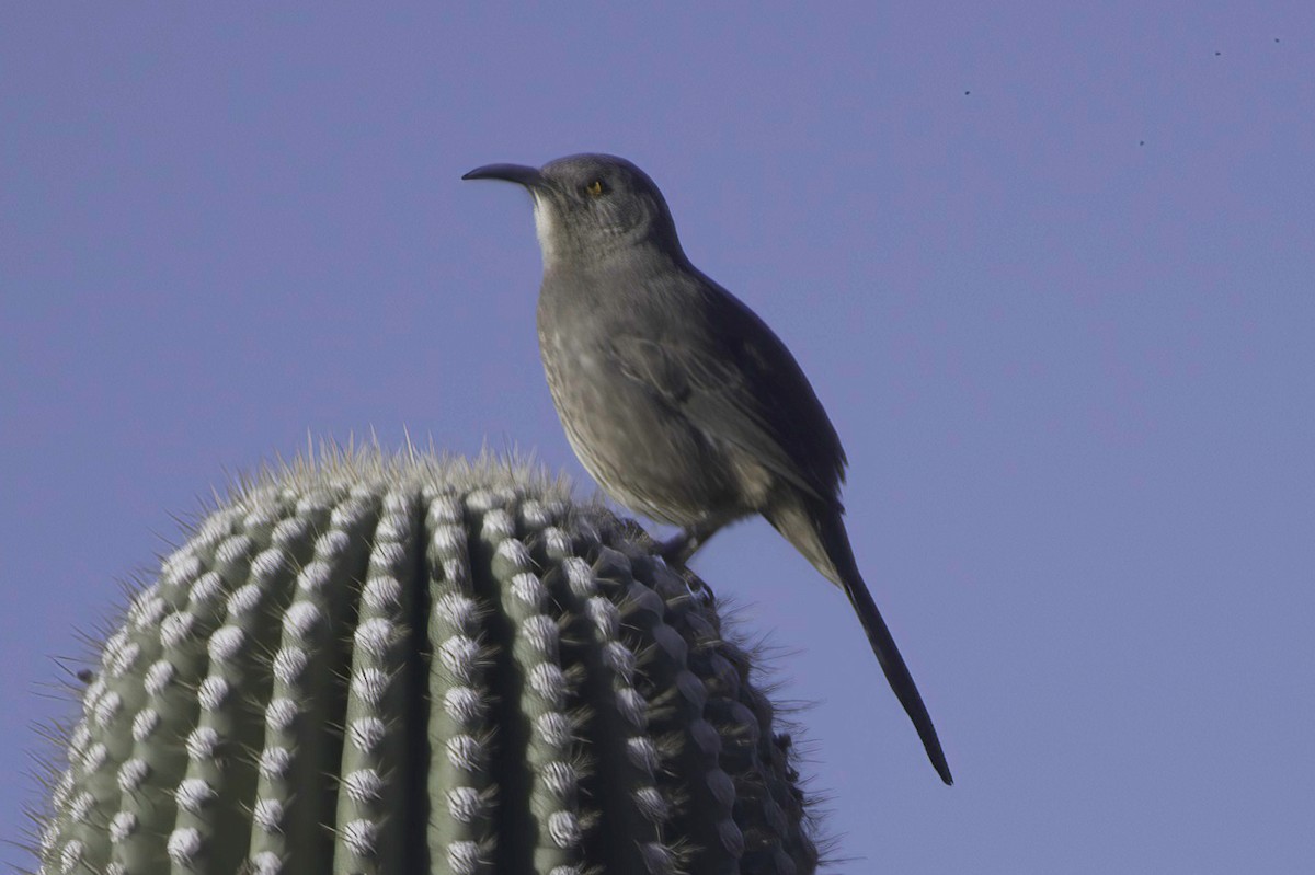 drozdec skvrnitoprsý - ML646865826