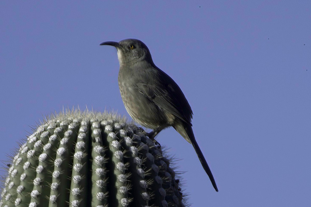 drozdec skvrnitoprsý - ML646865827