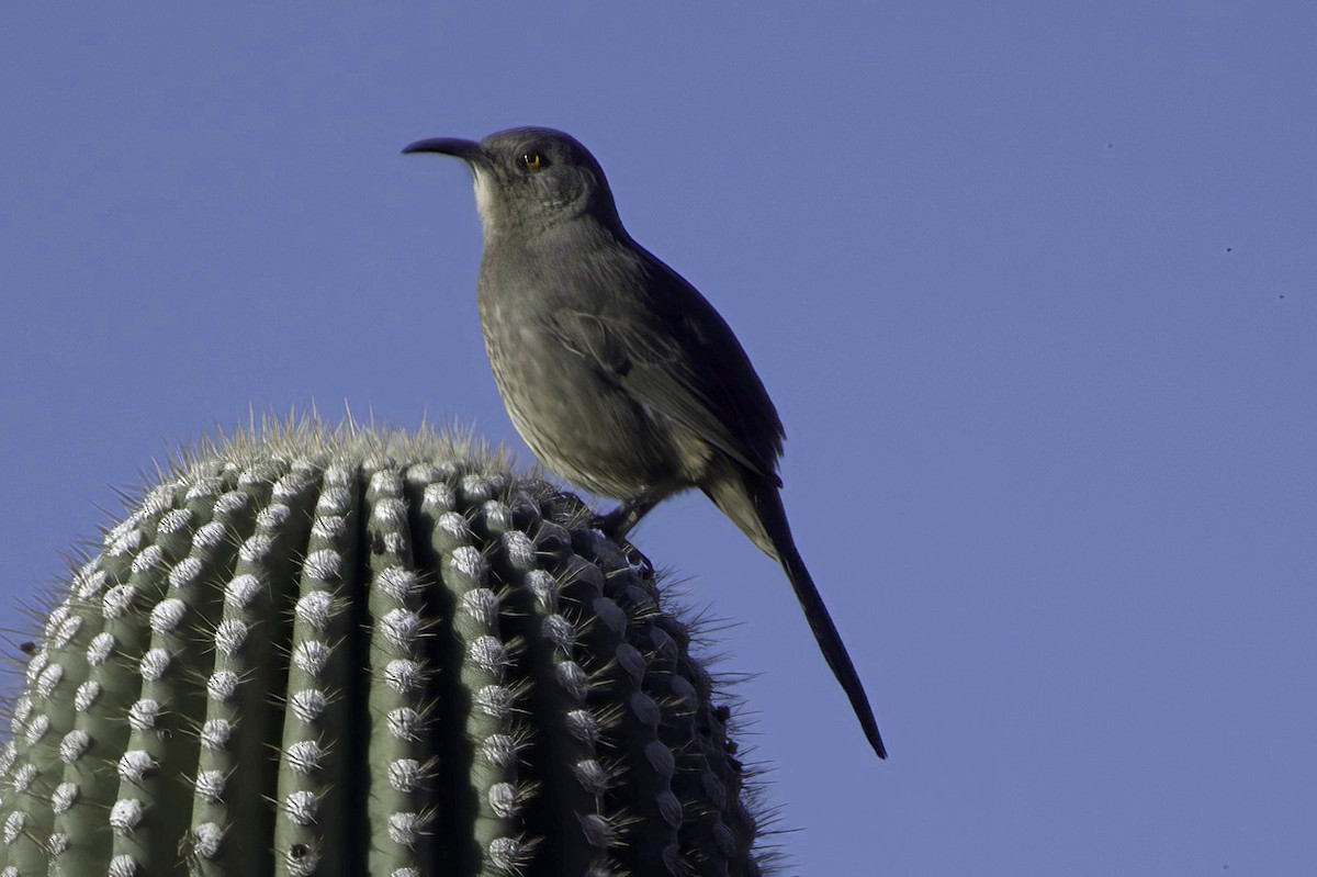 drozdec skvrnitoprsý - ML646865828