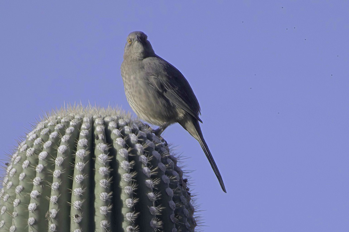 drozdec skvrnitoprsý - ML646865829