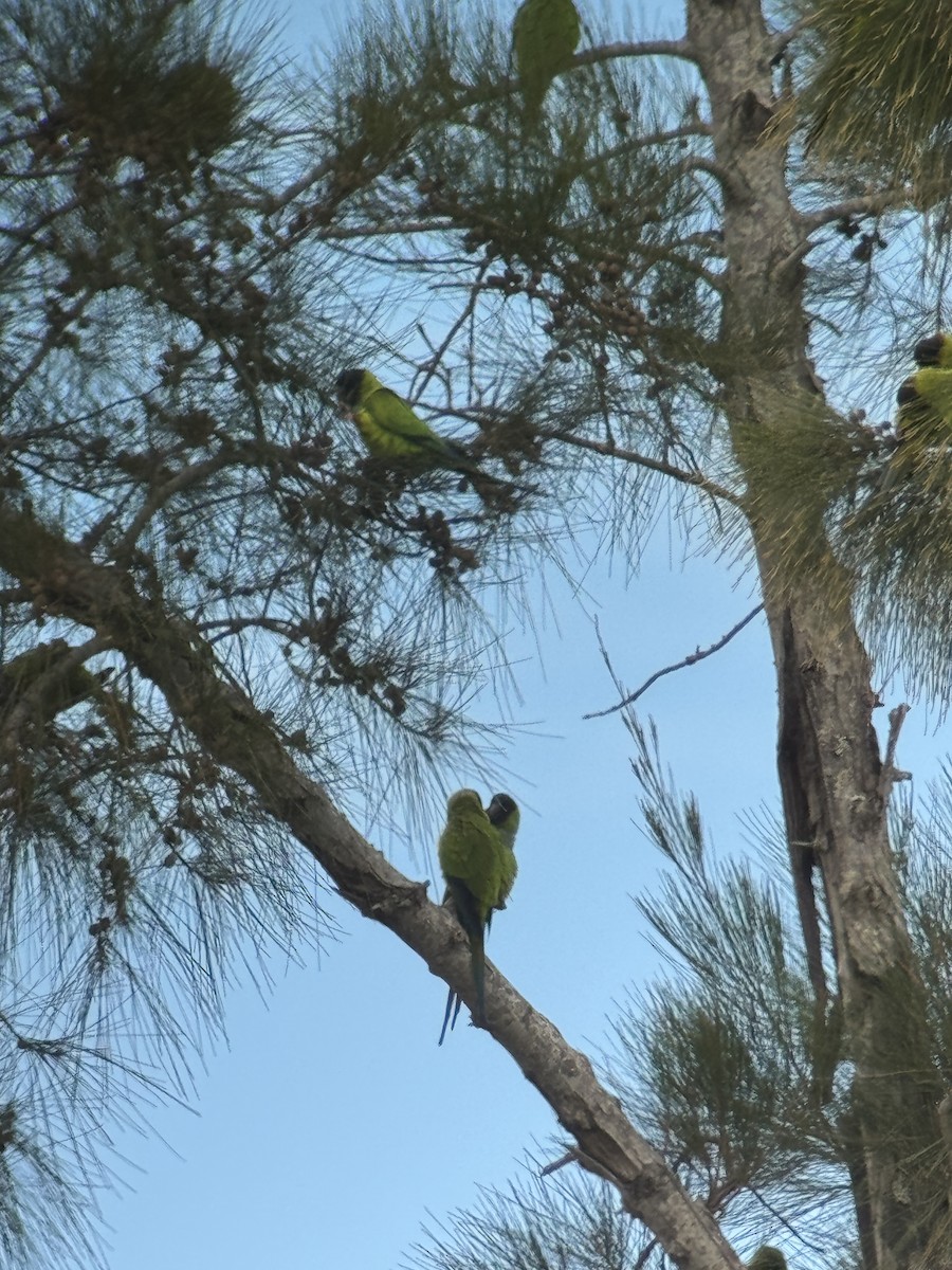 Nandaysittich - ML646865830