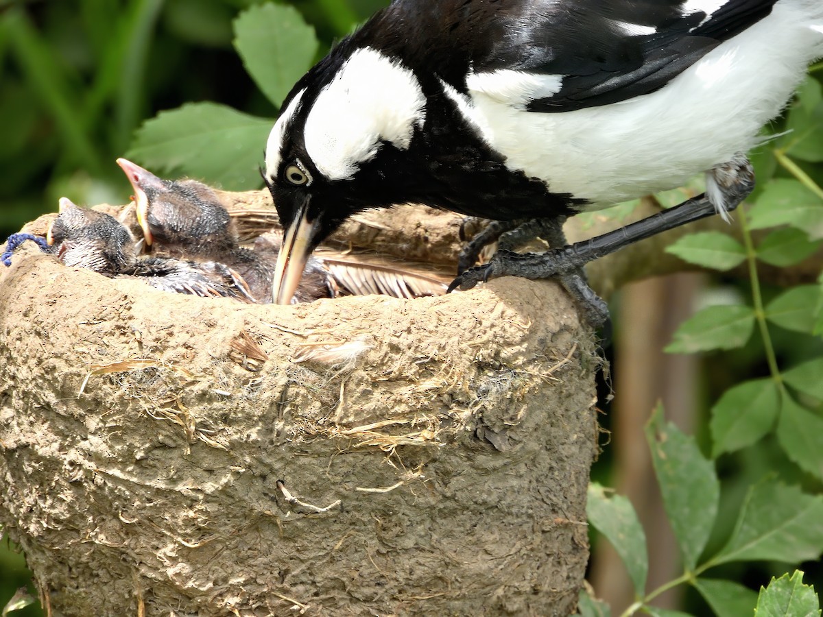 Gralline pie - ML646865835