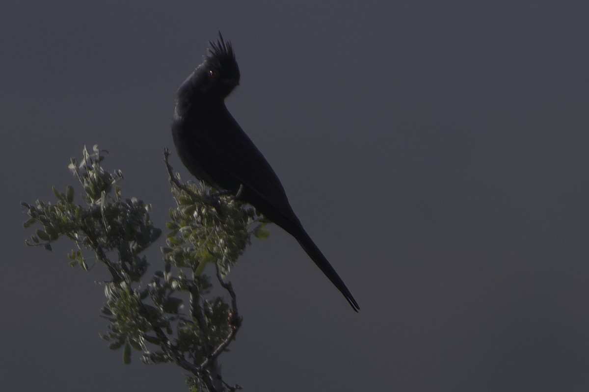 Phainopepla - ML646865836