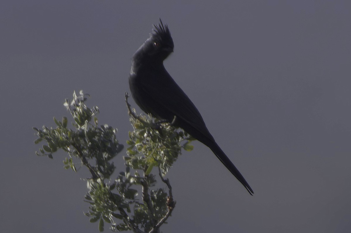 Phainopepla - ML646865837