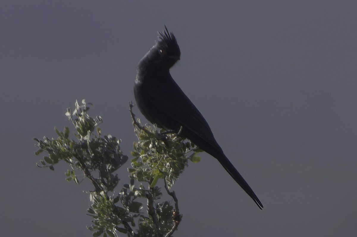 Phainopepla - ML646865838