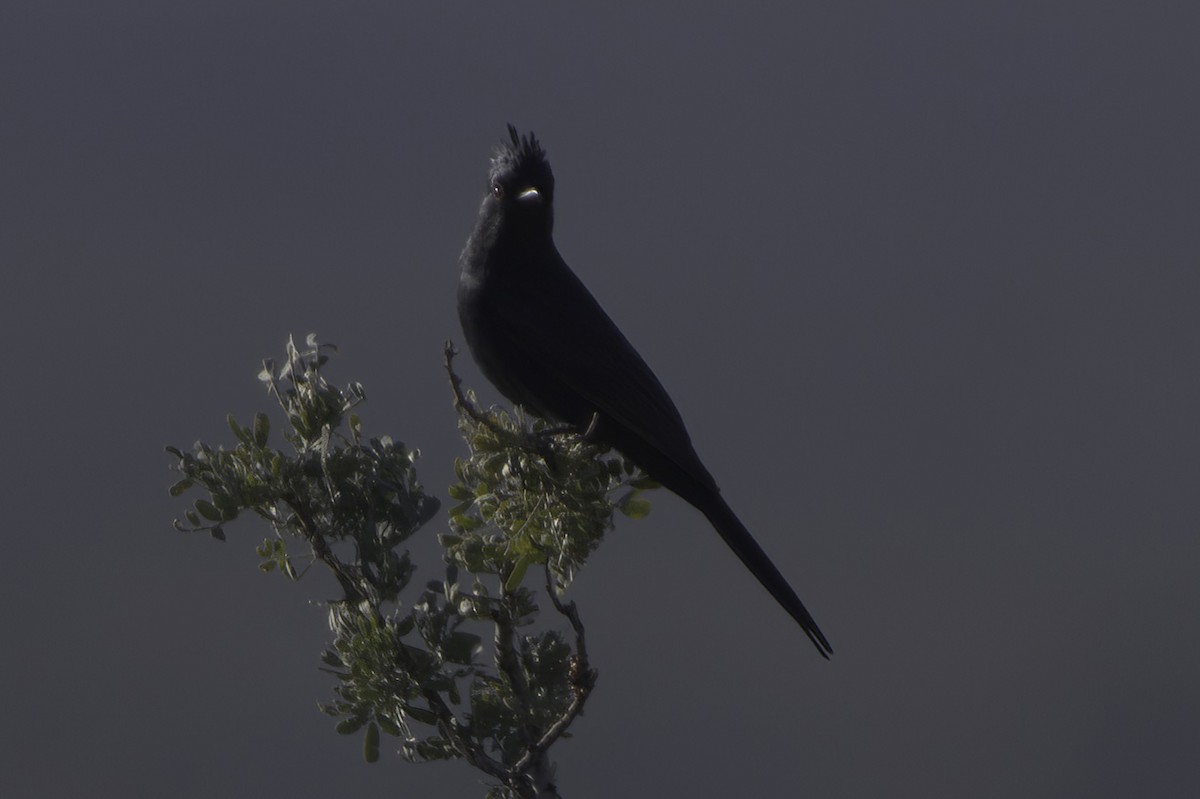 Phainopepla - ML646865839