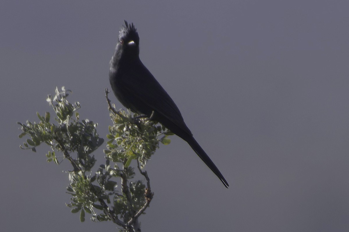 Phainopepla - ML646865840