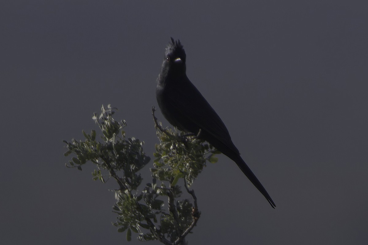 Phainopepla - ML646865841