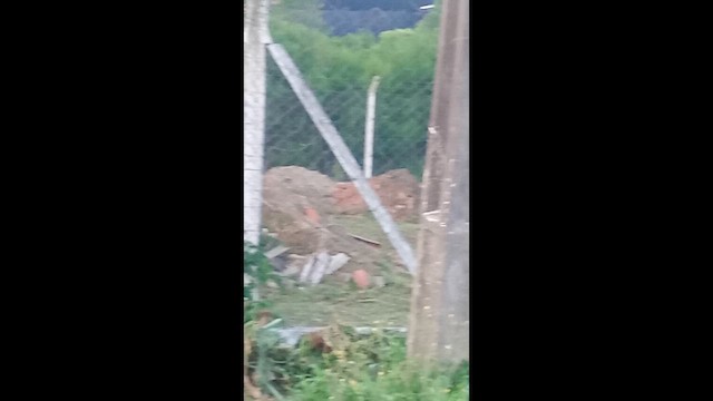 Hegaztia sp. - ML646865844