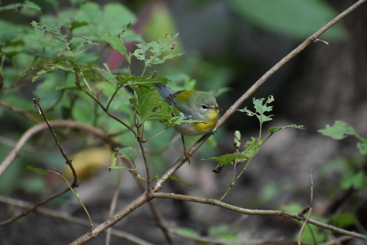 Northern Parula - ML646865845