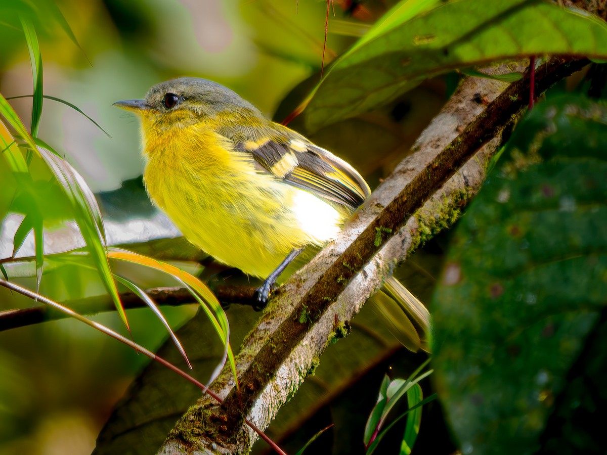 Курета золотовола - ML646865846