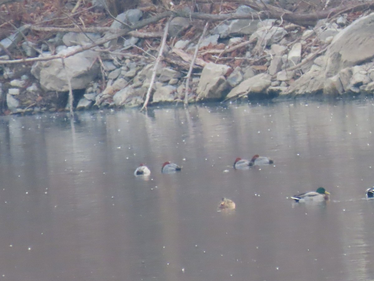 Redhead - ML646865847