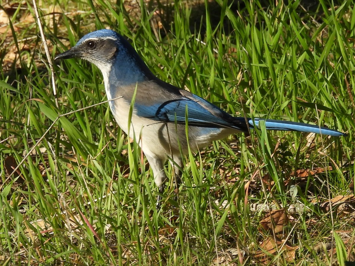 Калифорнийская сойка - ML646865848