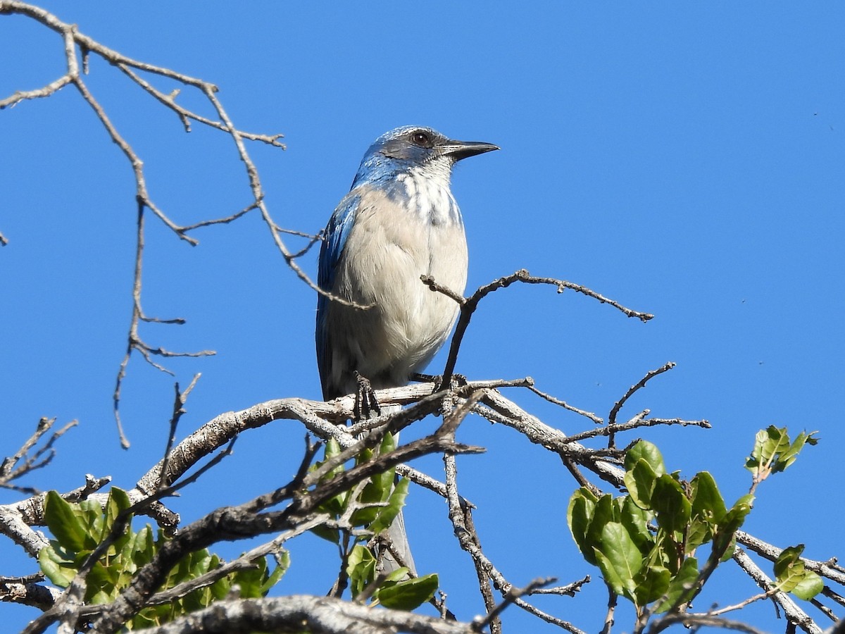 Калифорнийская сойка - ML646865849