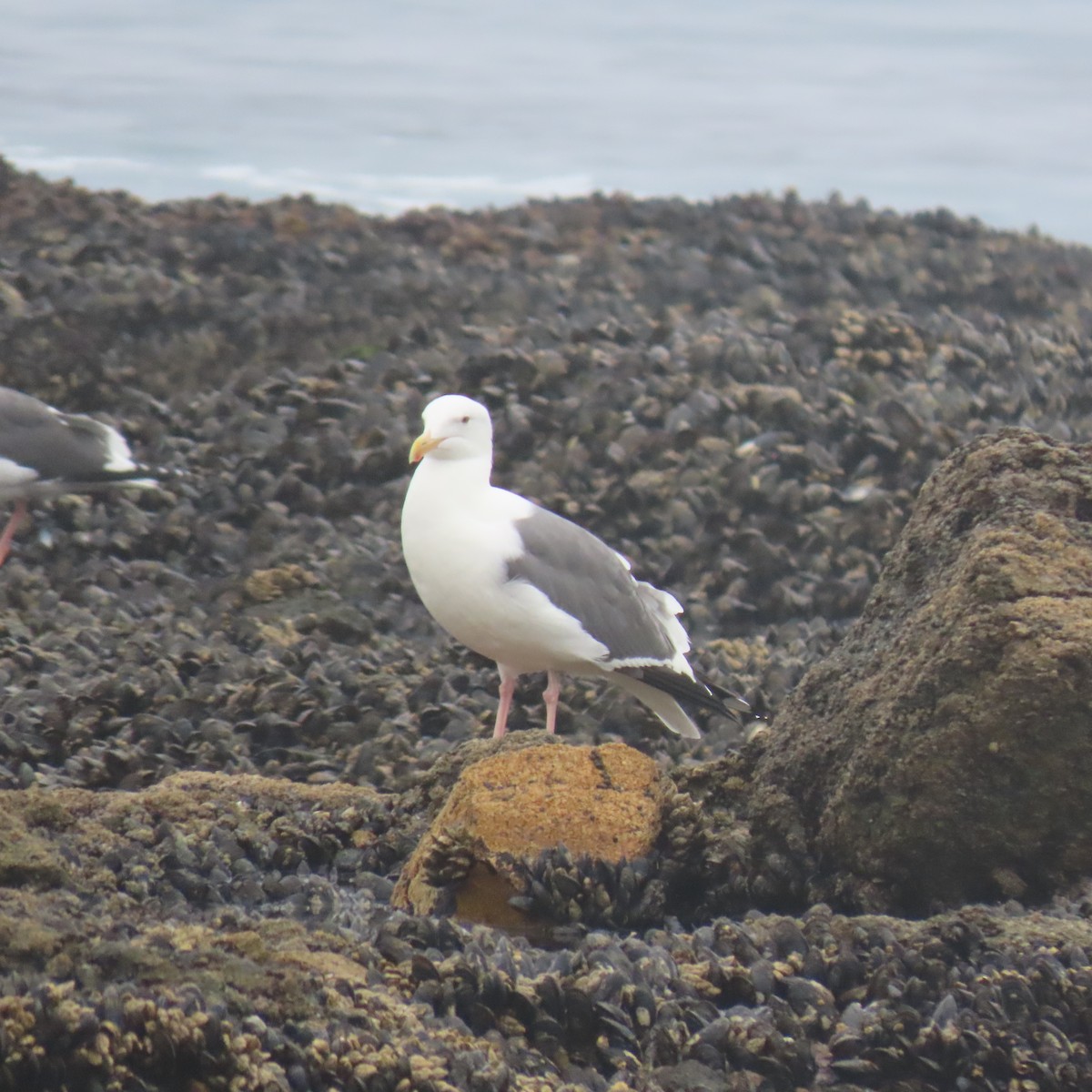 Western Gull - ML646865850
