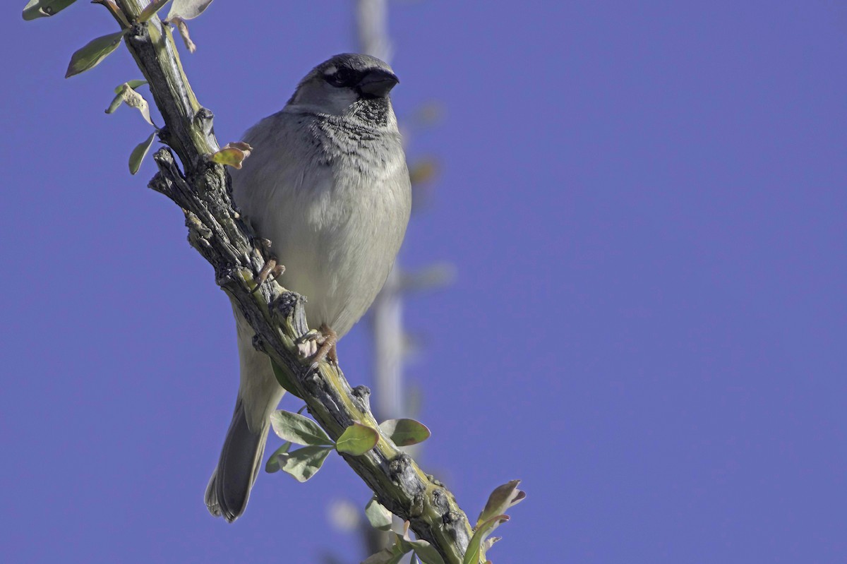 Etxe-txolarrea - ML646865851