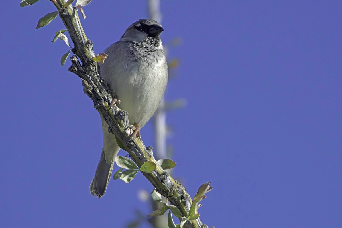 Etxe-txolarrea - ML646865852