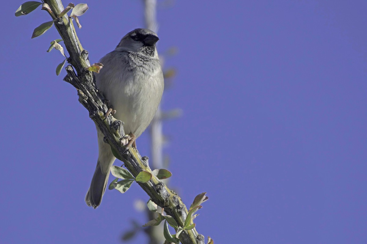 Etxe-txolarrea - ML646865853