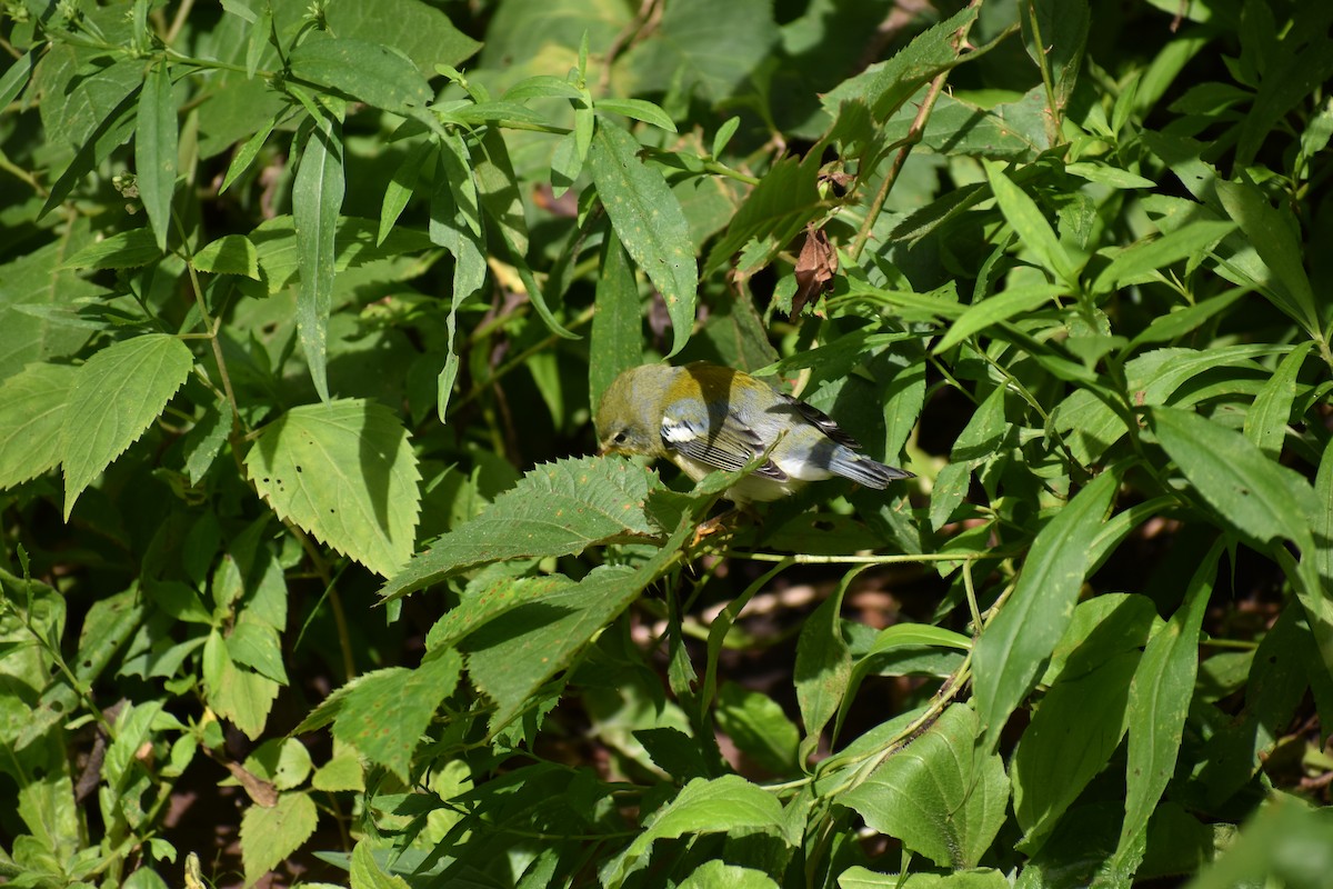Northern Parula - ML646865855