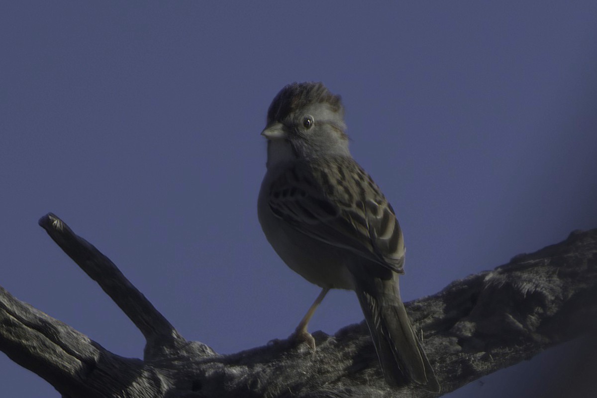 Rufous-winged Sparrow - ML646865856
