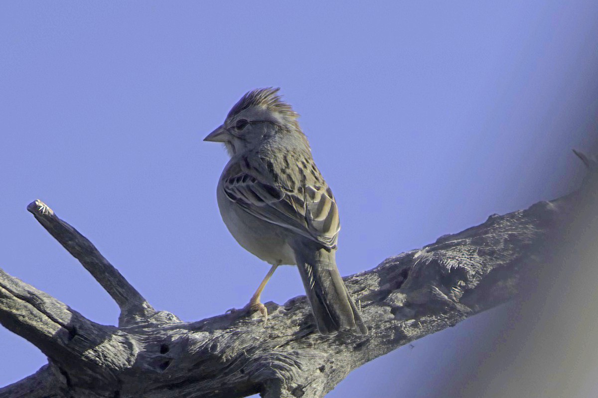 Rufous-winged Sparrow - ML646865858