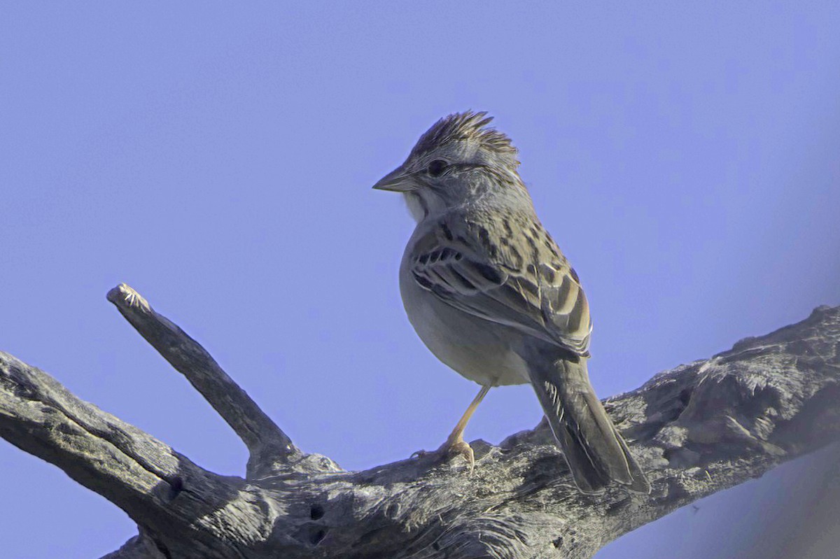 Rufous-winged Sparrow - ML646865859