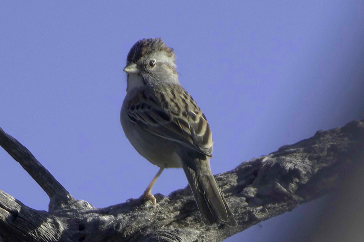 Rufous-winged Sparrow - ML646865860
