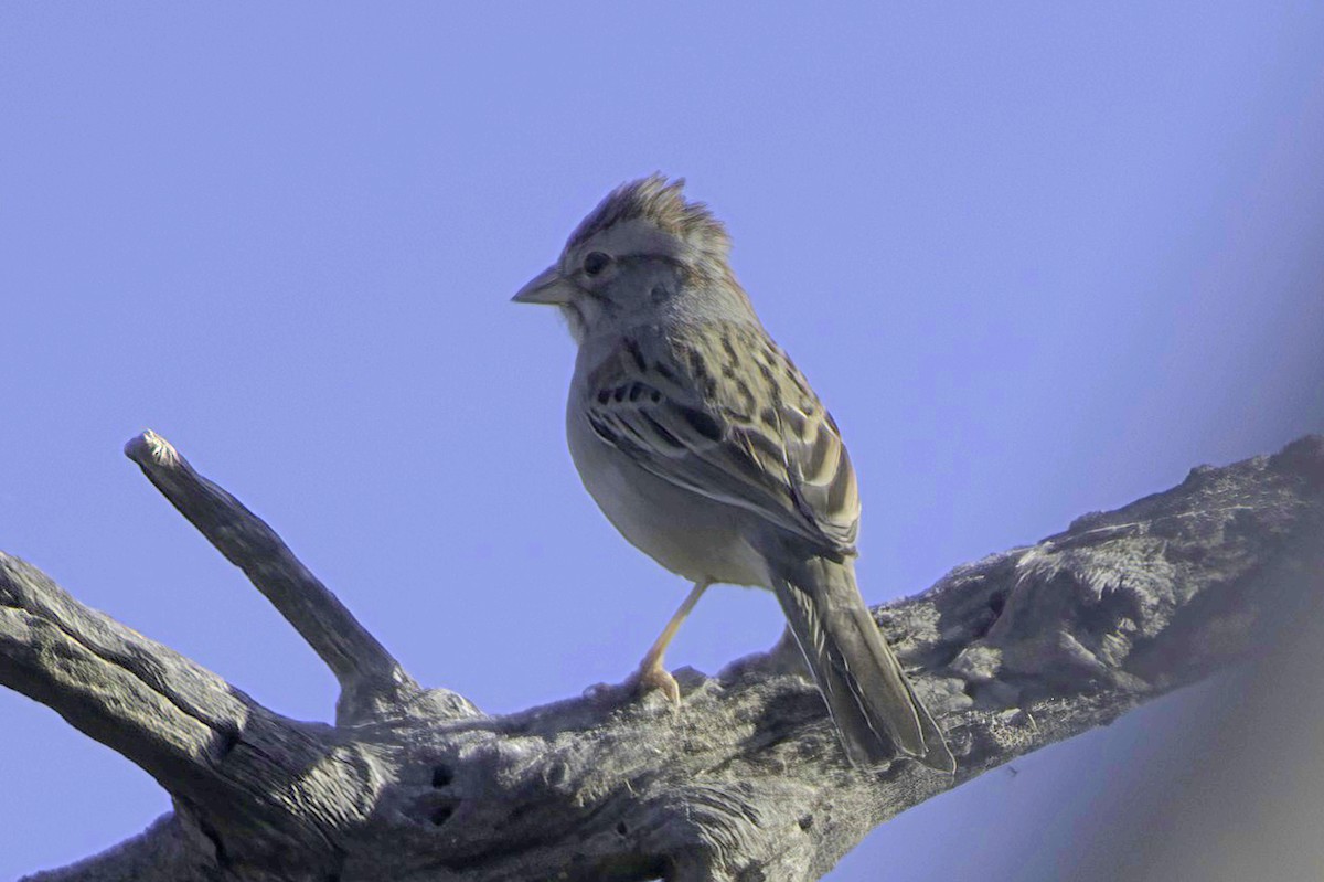 Rufous-winged Sparrow - ML646865862