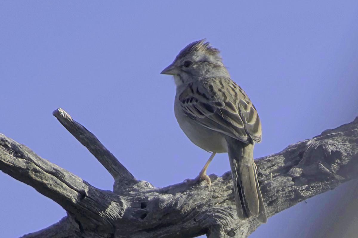 Rufous-winged Sparrow - ML646865863