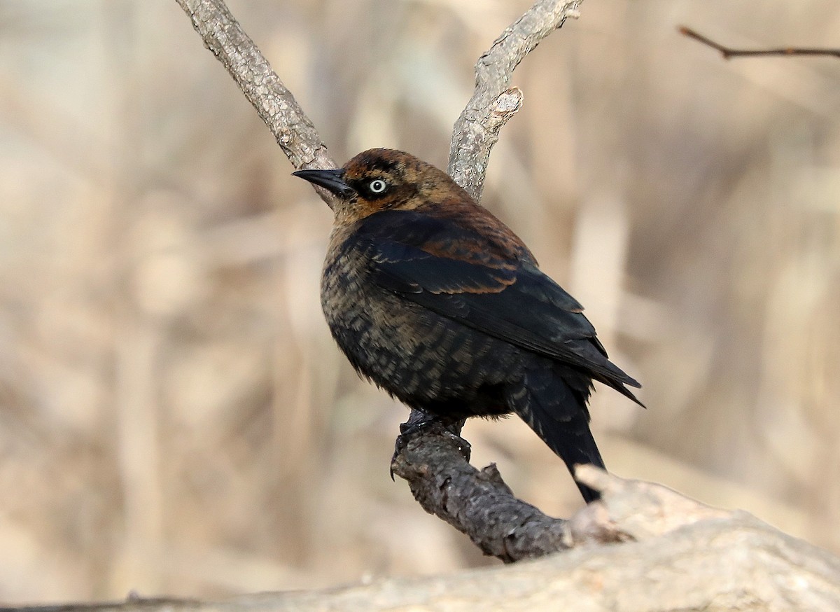 Rusty Blackbird - ML646865864