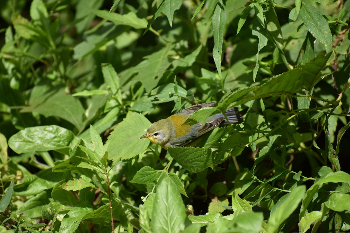 Northern Parula - ML646865865