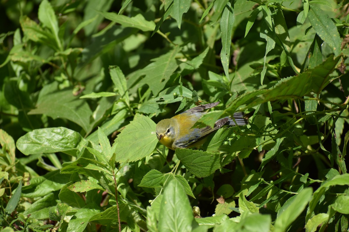 Northern Parula - ML646865866