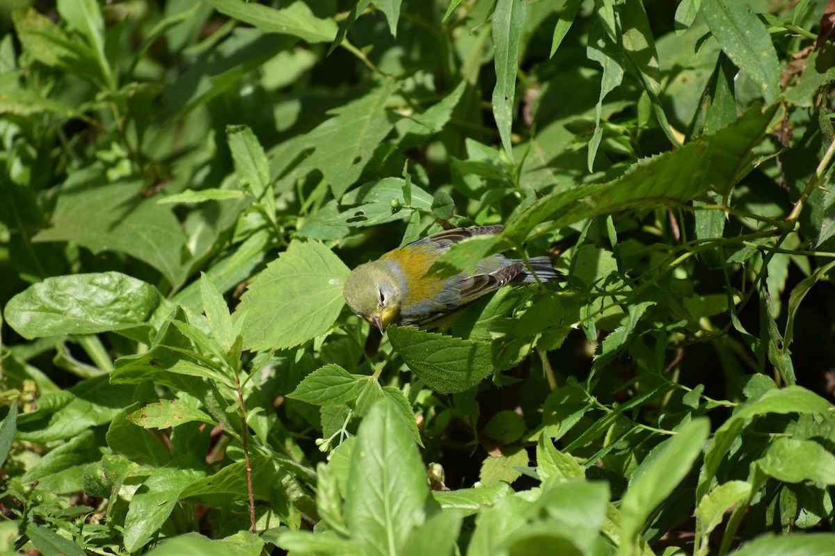 Northern Parula - ML646865870