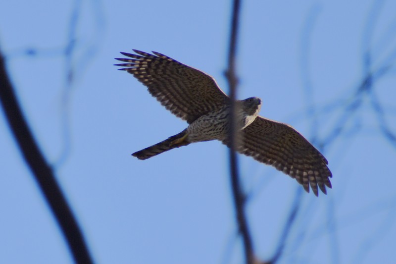 Cooper's Hawk - ML646865871