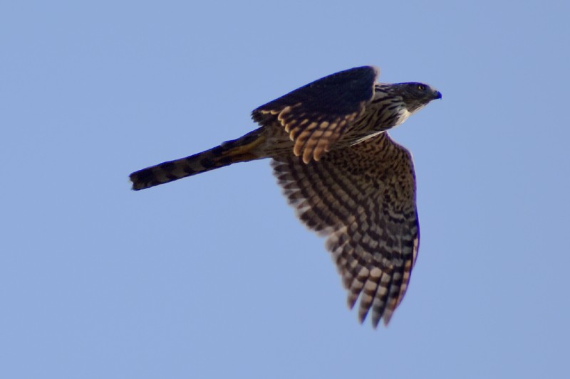 Cooper's Hawk - ML646865872