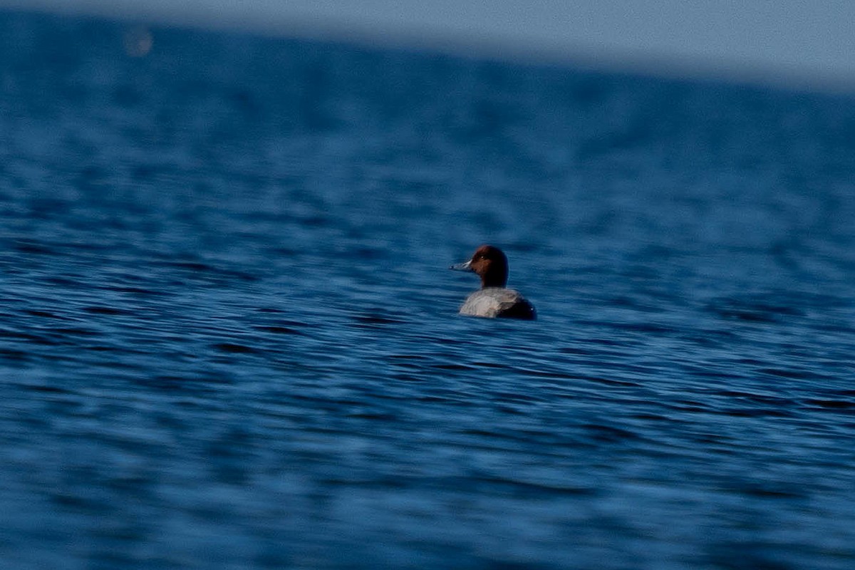 Redhead - ML646865873