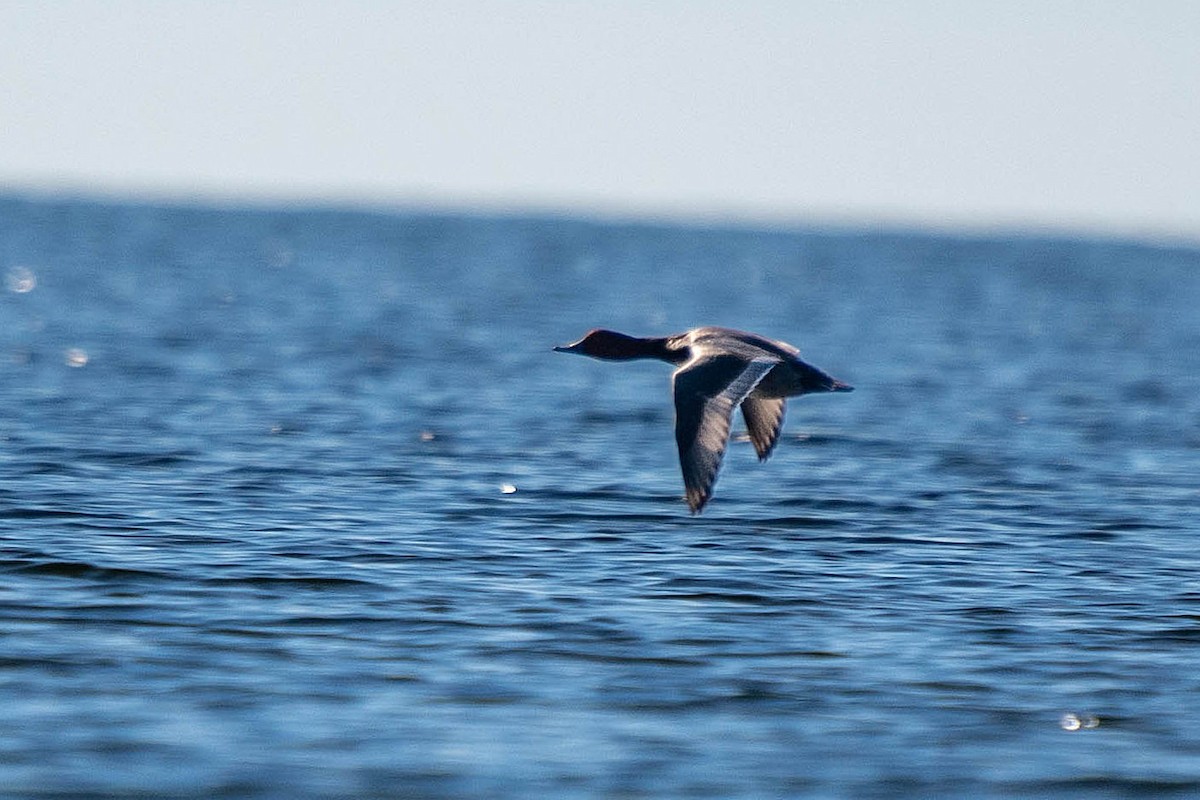 Redhead - ML646865874