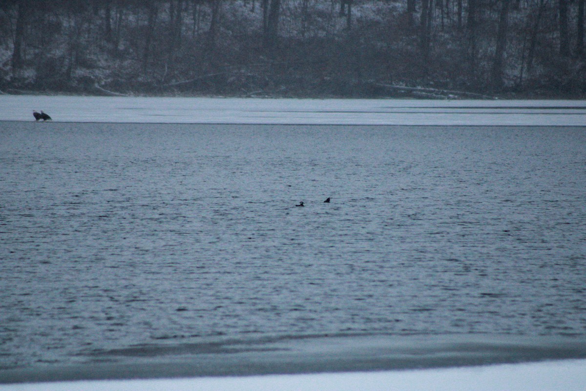 Hooded Merganser - ML646865875