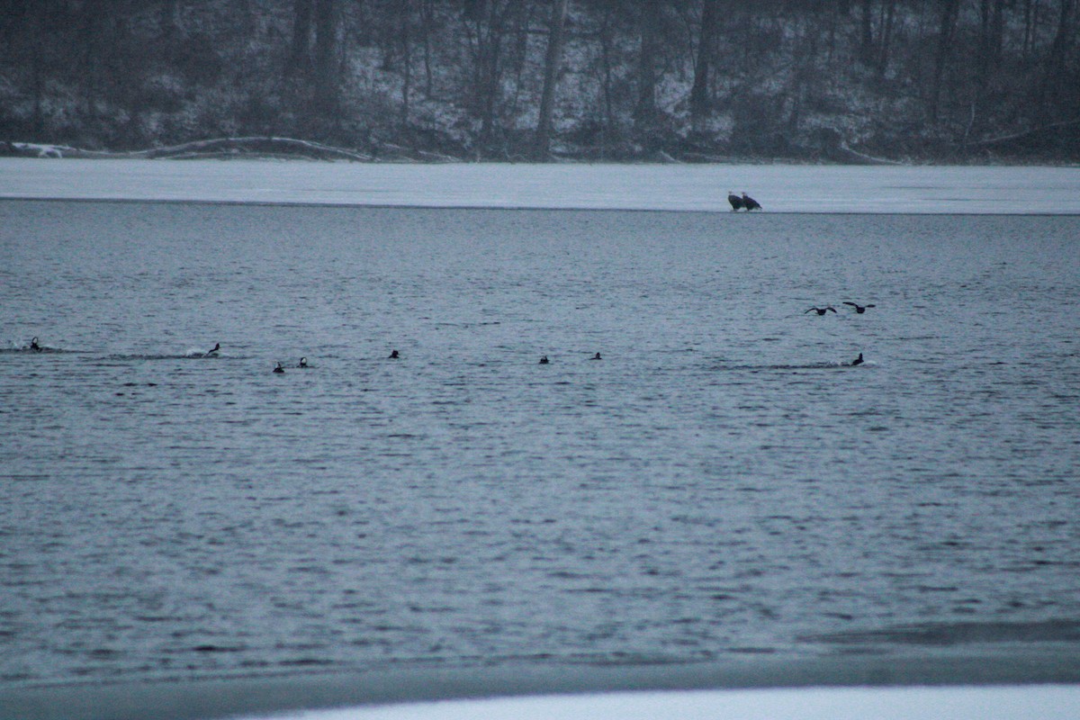 Hooded Merganser - ML646865876